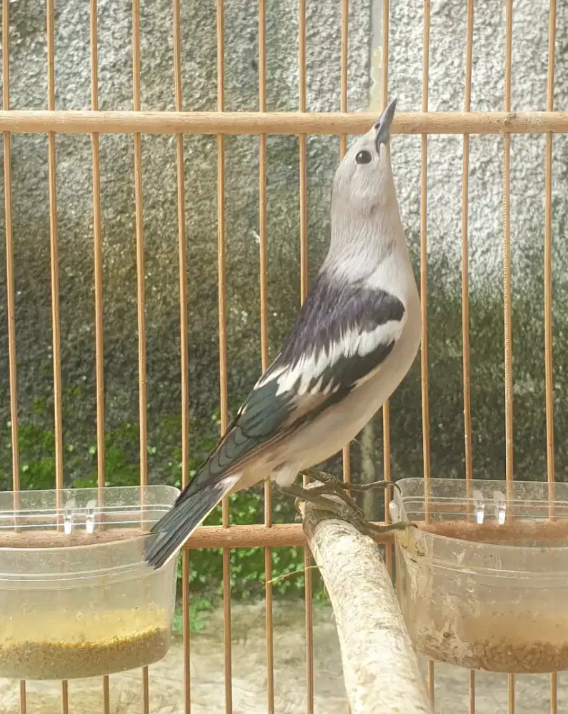 Jalak kapas rajin ngeriwik