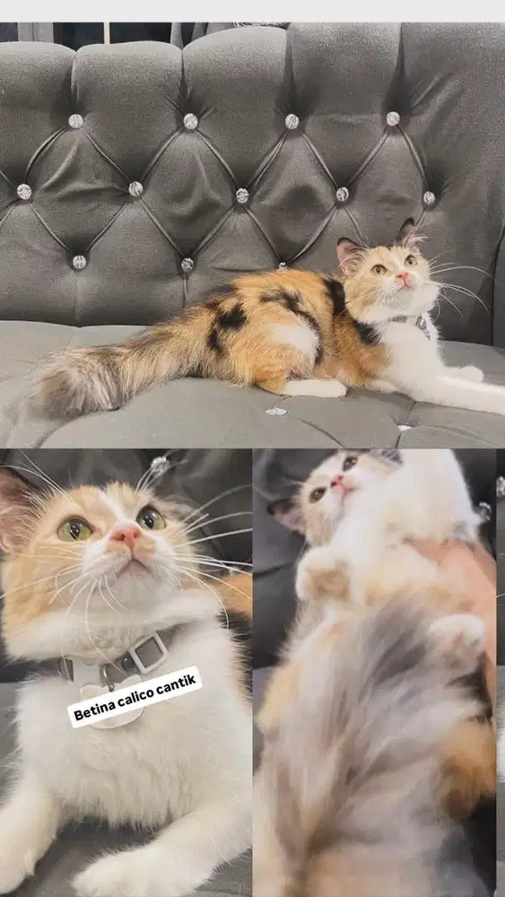 Betina calico cantik