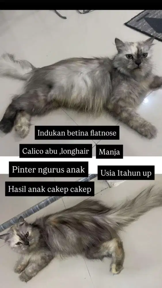 Indukan betina persia