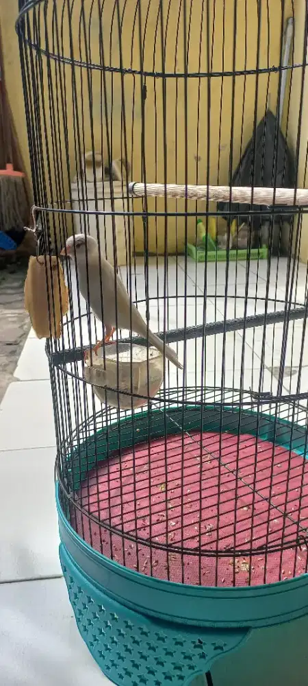 kenari  paud  jantan full set