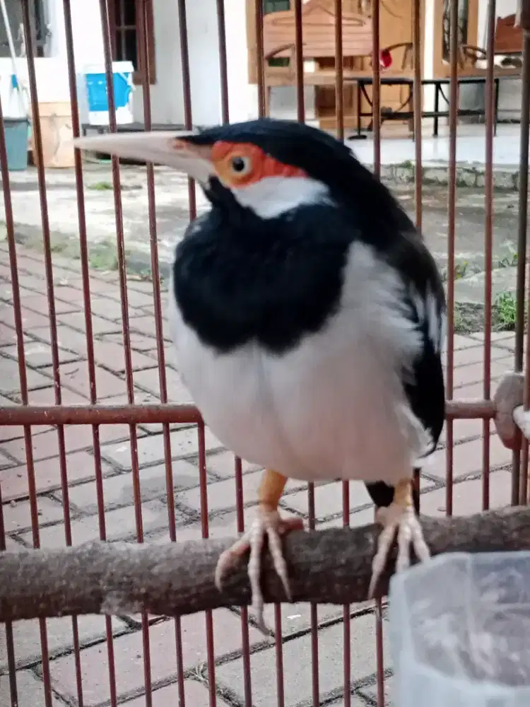 Jalak suren gacor dan kandang besi