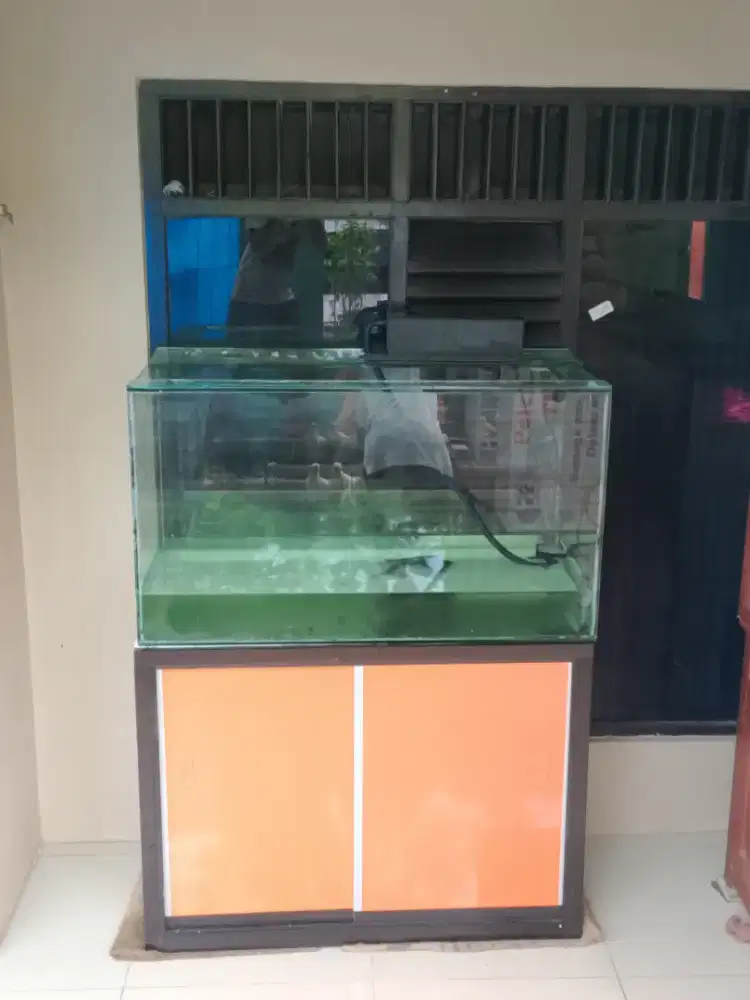 Aquarium & arwana super red