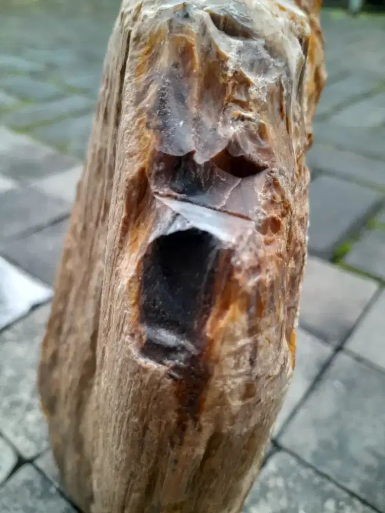 Fosil Black Opal / Kalimaya Banten 3,7 KG