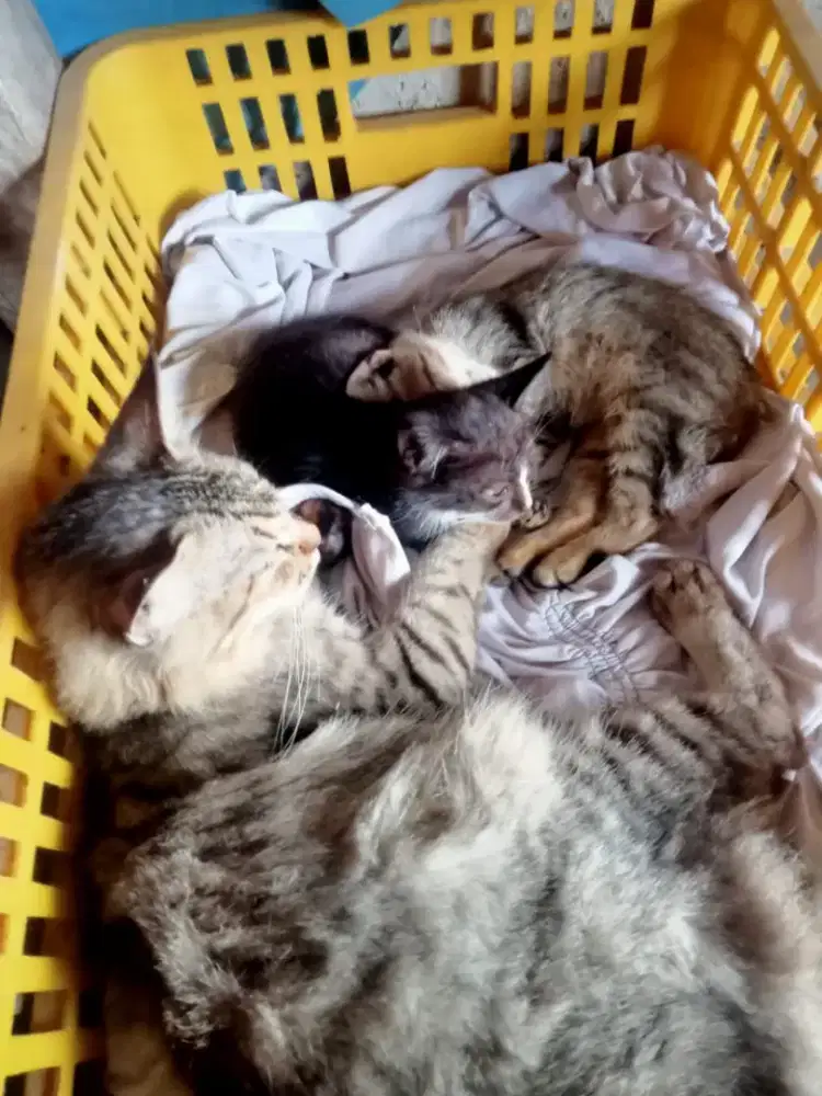 Jual kucing Persia medium indukan 1 sama anak nya 2