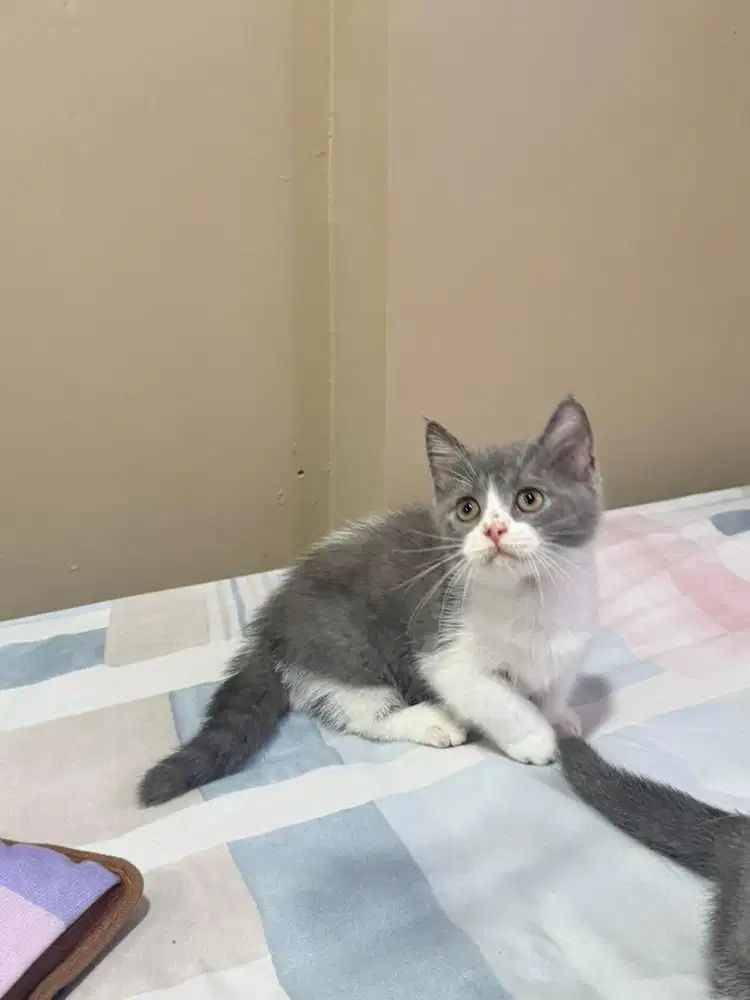 BSH Munchkin British short hair