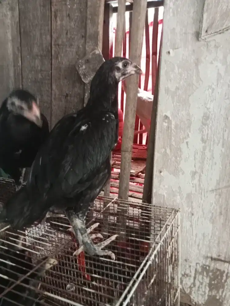 Anak ayam betina larkumbang
