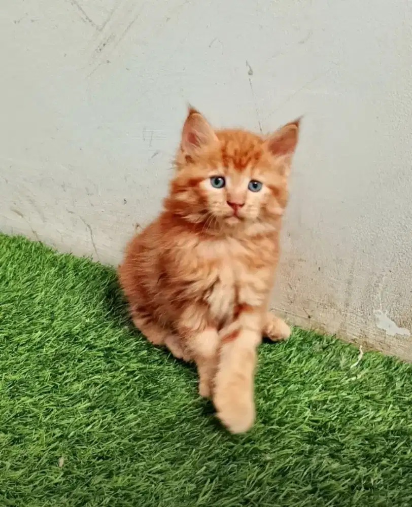 Kitten mainecoon Jantan Pure No mix. Garansi