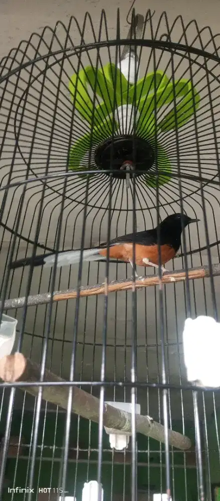 Muray Medan Muda Hutan