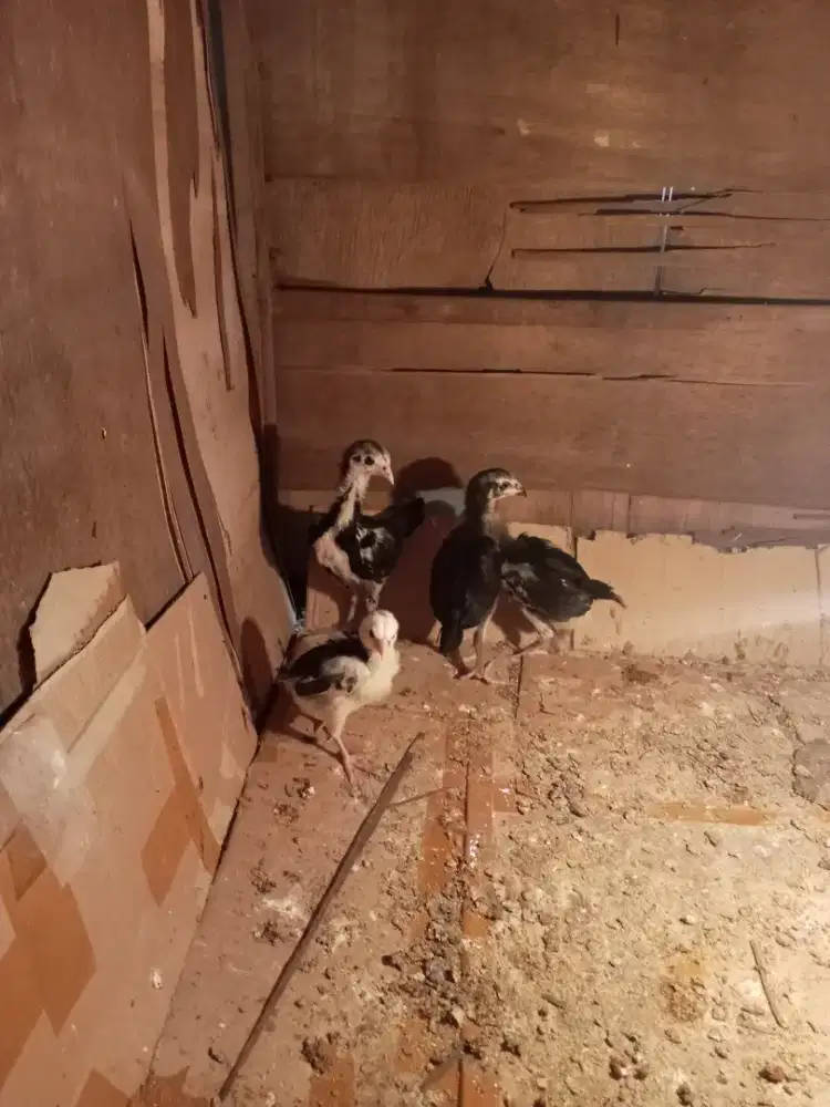 Anak an ayam larkumbang