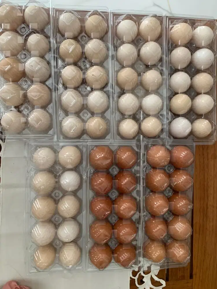 Ready telur kampung omega