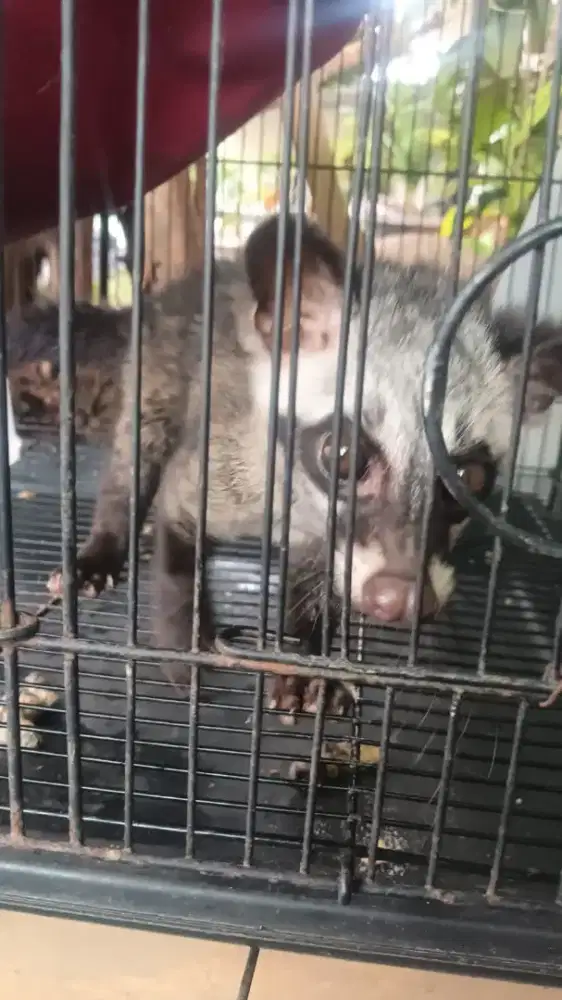 Musang Pandan + Kandang