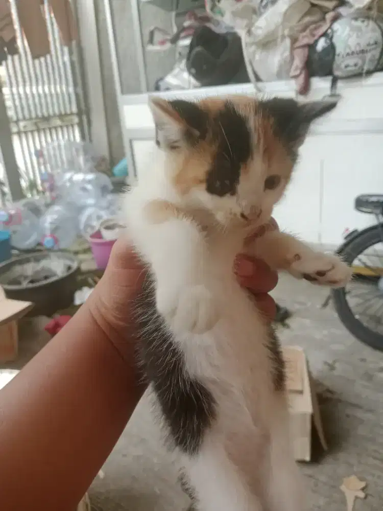 Kucing anakan Persia medium