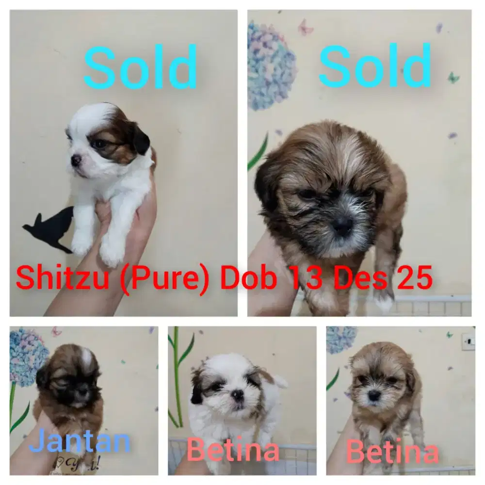 Shitzu (Pure) 3 Betina 1 Jantan