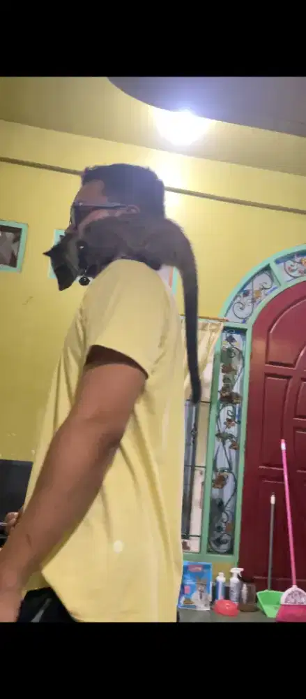 Musang Pandan Jinak & Sehat usia ± 3 bulan kelamin Jantan