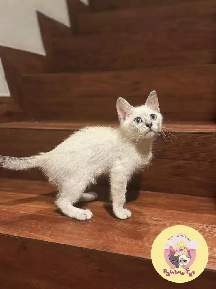 Kucing Kitten Tonkinese Jantan, Betina