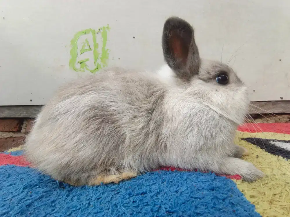 Kelinci Netherland dwarf