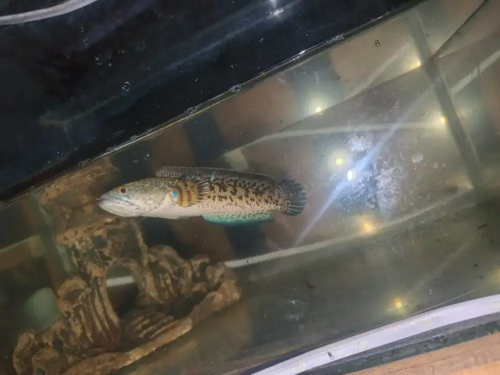 Ikan chana Ranti 16cm