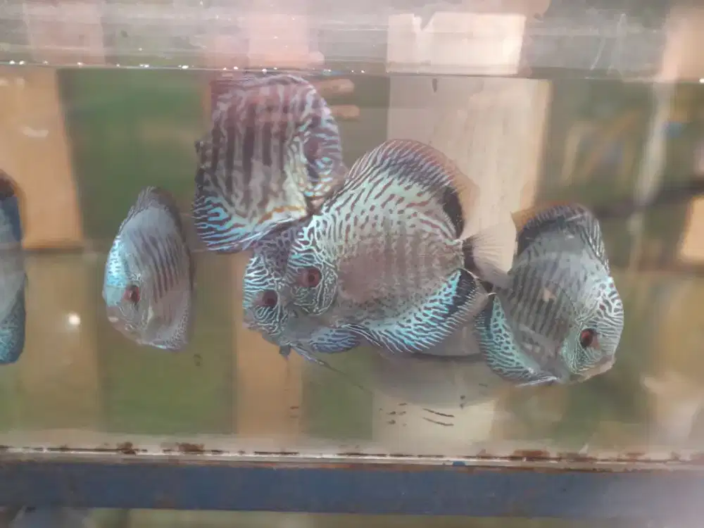 Ikan discus cakep