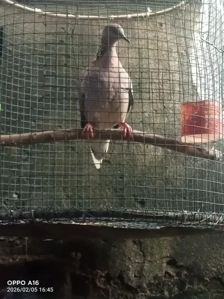 Tekukur kuk 2 lokal alam