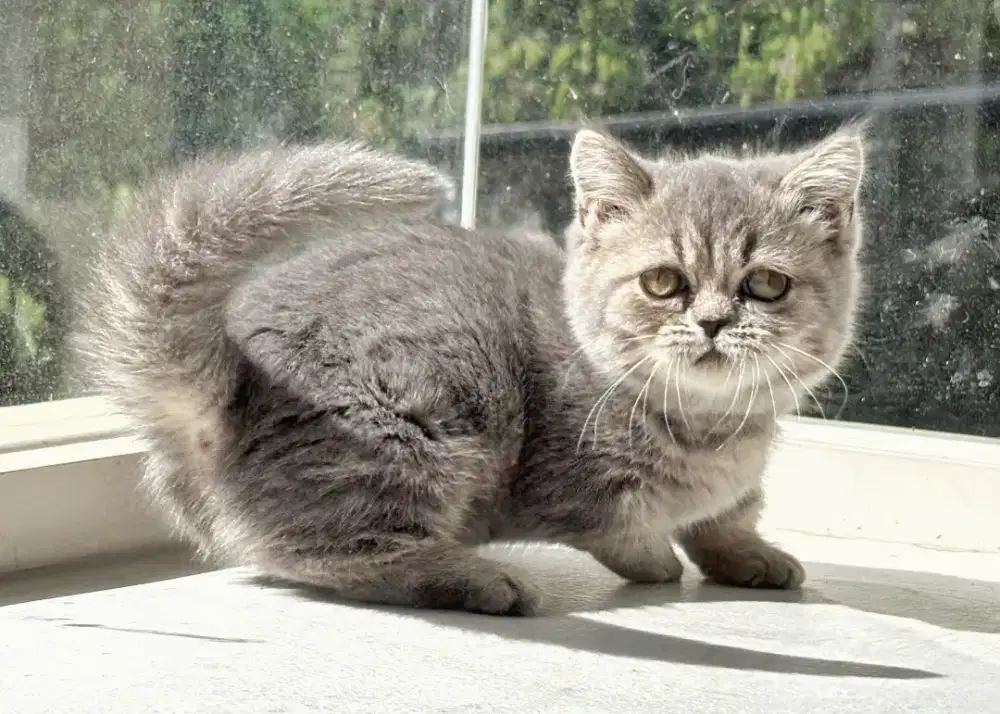 munchkin British shorthair betina