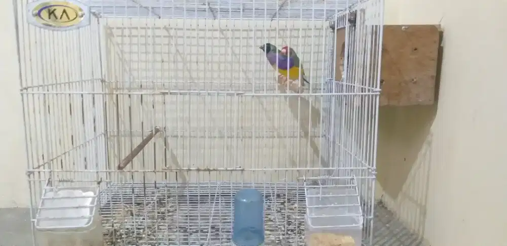 Burung pipit hias Autralia Gouldie Amadin