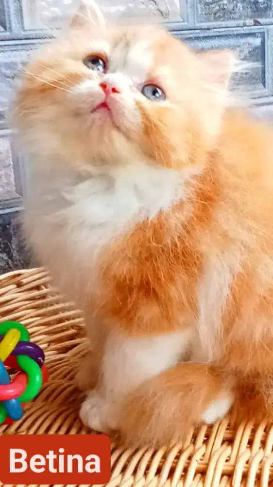 Kucing Flatnose & Peaknose