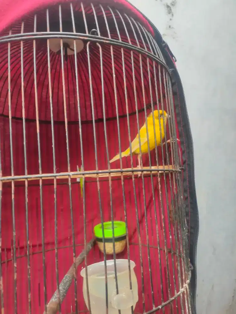 Kenari betina buang telor siapan