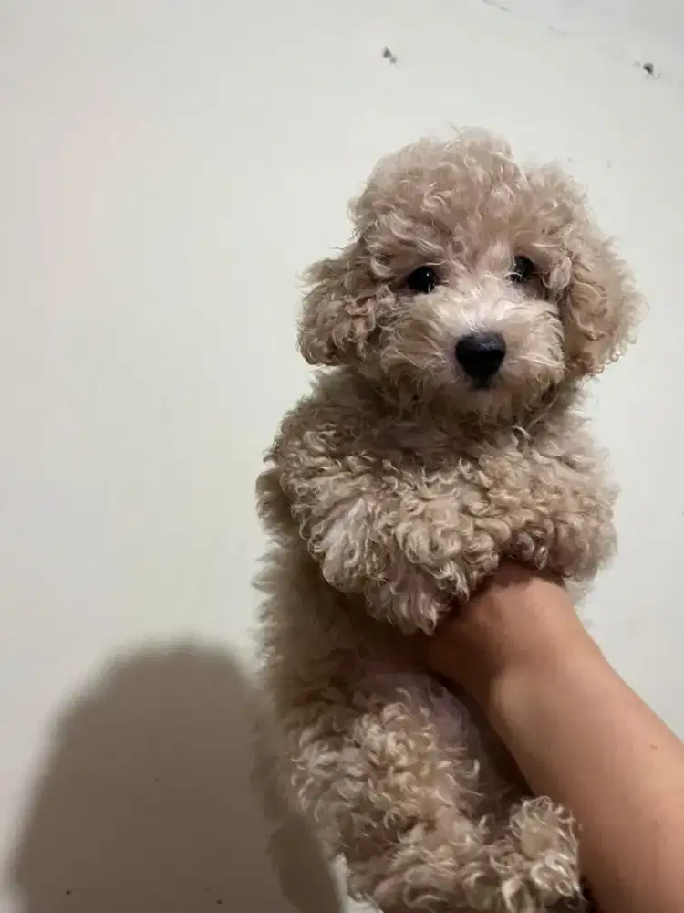 Toy Poodle Jantan Apricot
