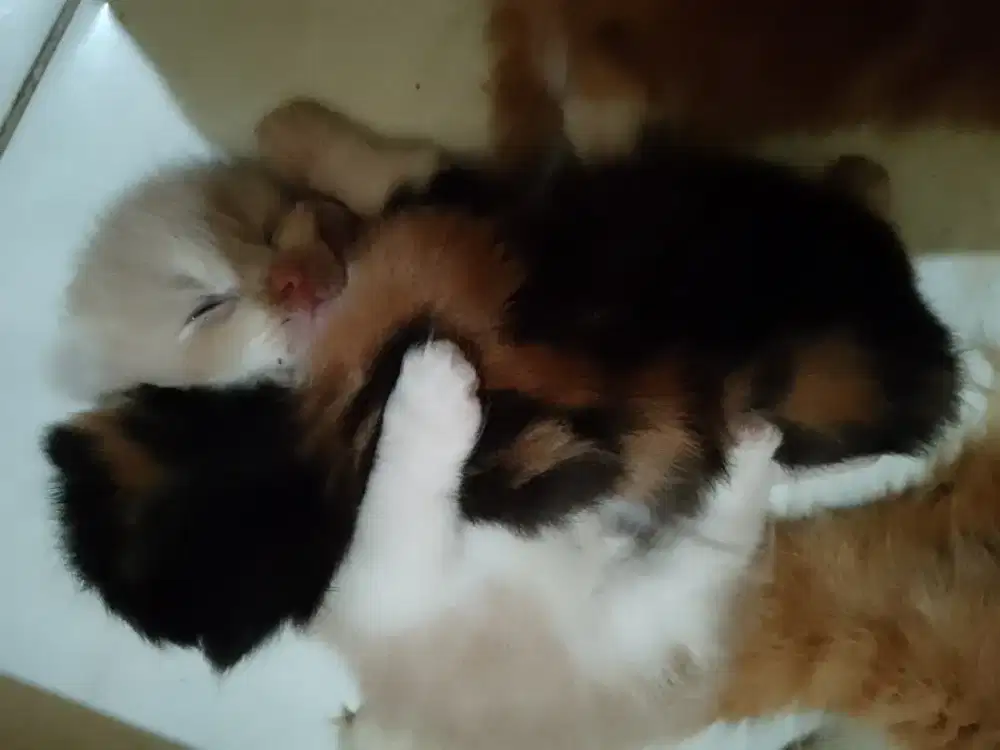 Anakkan kucing persia