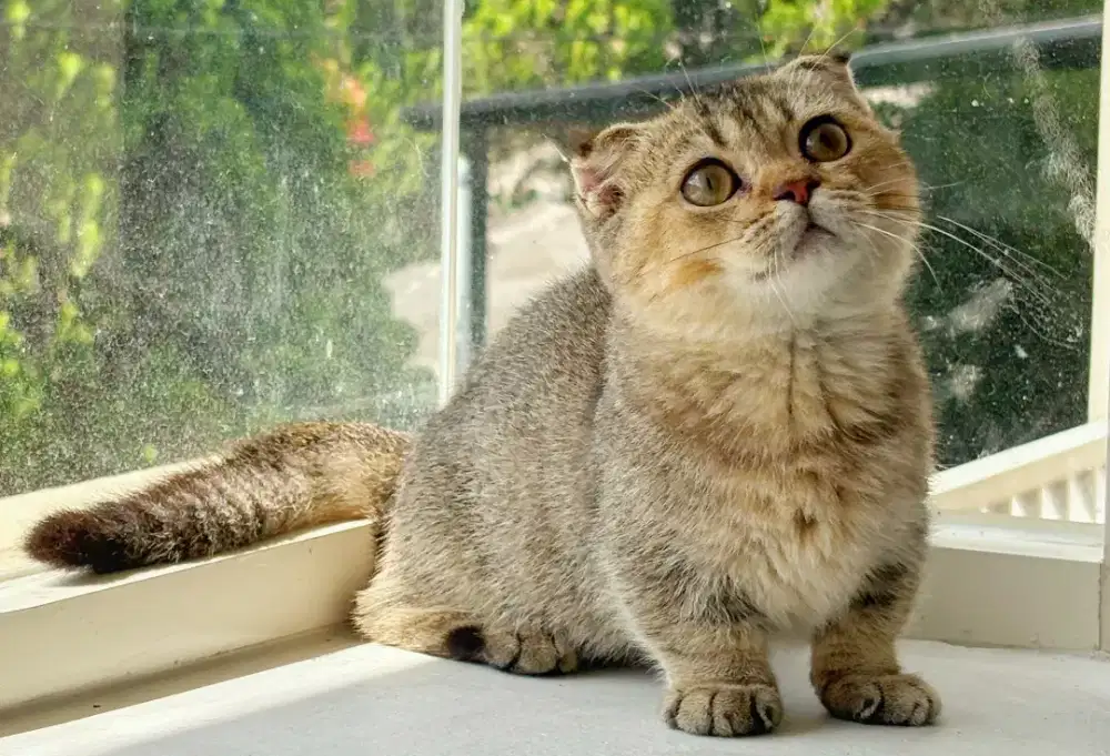 munchkin Gaelic betina