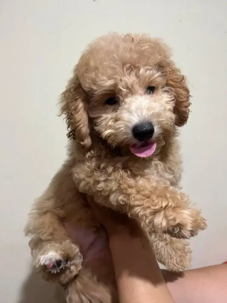 Toy Poodle Choco