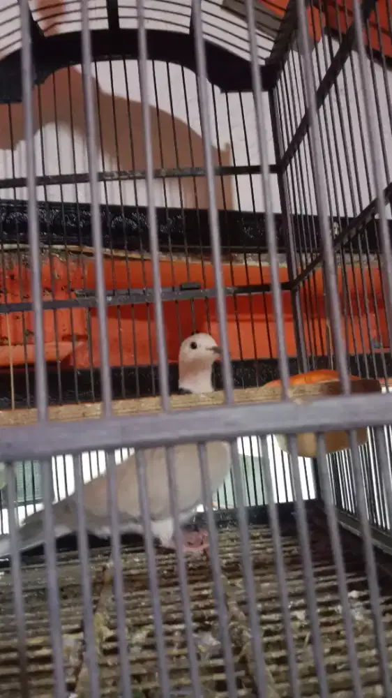 Puter peluang betina sudah siap, harian rajin nyada