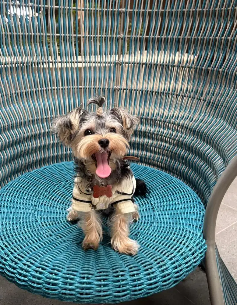 Yorkshire terrier ( yorkie ) male