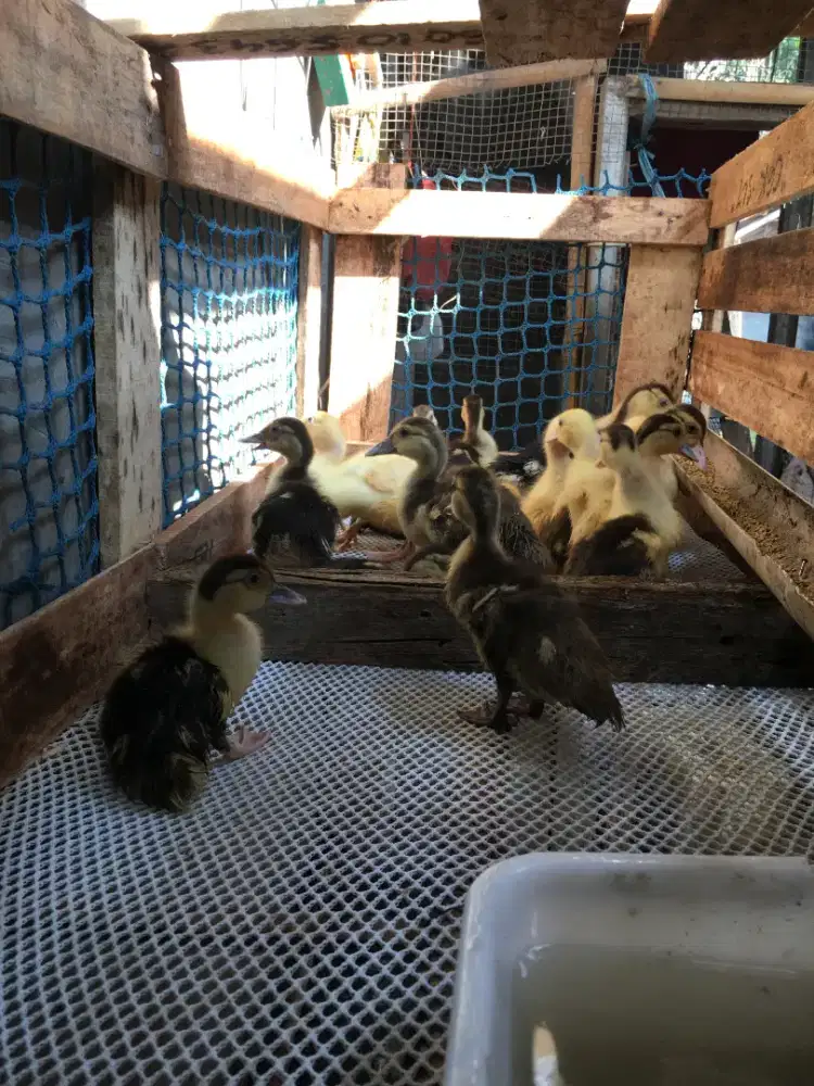 Anakan entok rambon blaster