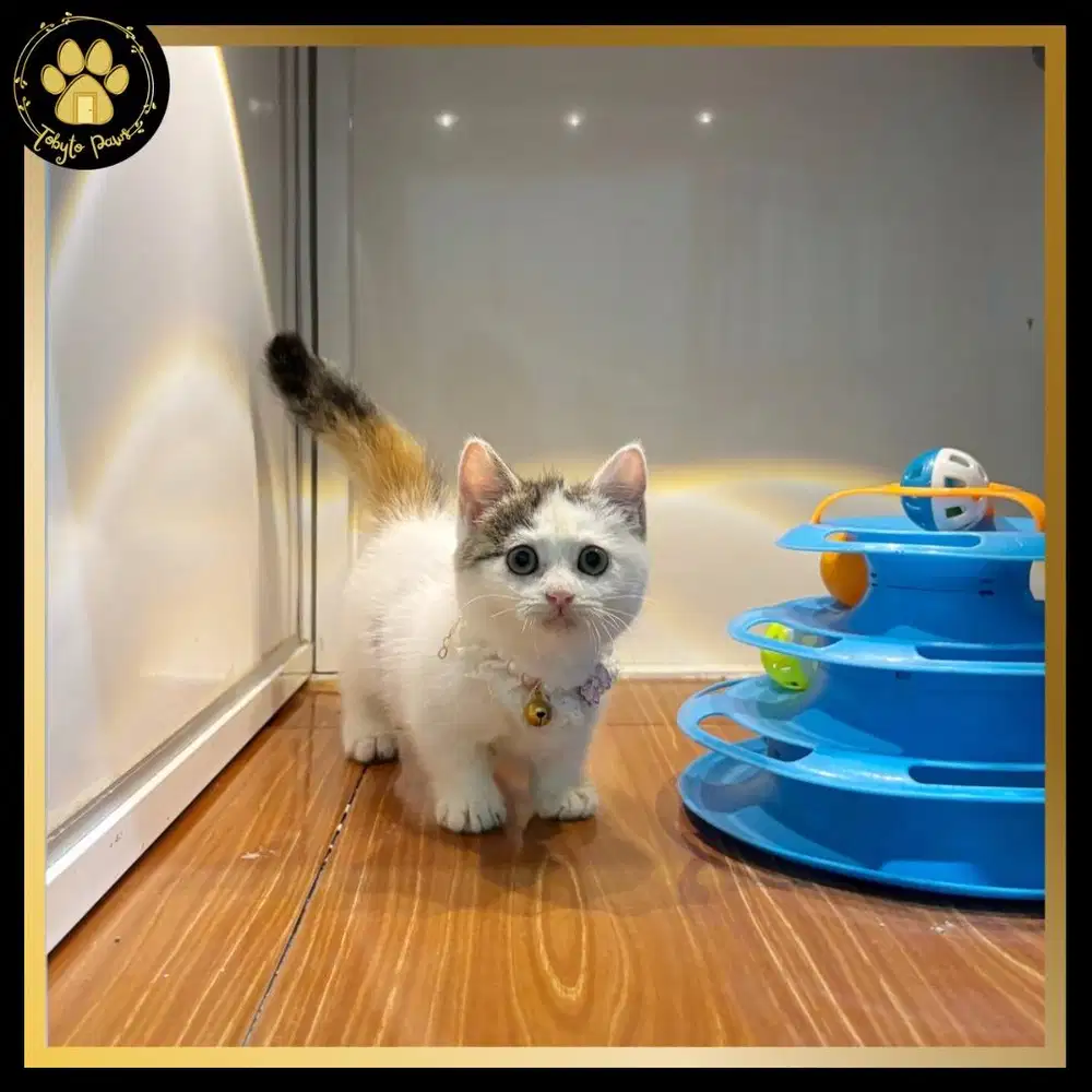 OPEN BOOKING KUCING KITTEN MUNCHKIN BSH CALICO SHORTHAIR CEBOL IMUT