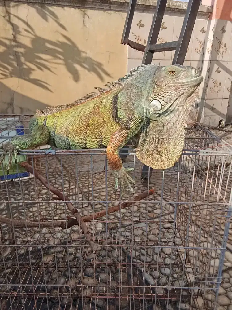 Iguana panjang -+ 100cm