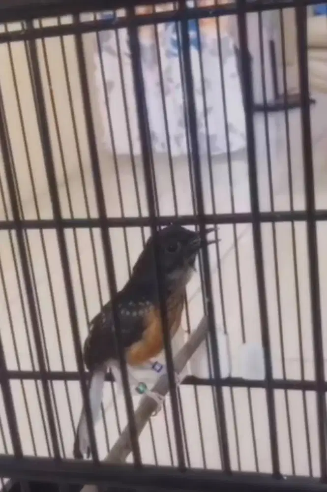 murai batu trotol jantan gacor trah galur murni BAHOROK LAWAS PRESTASI