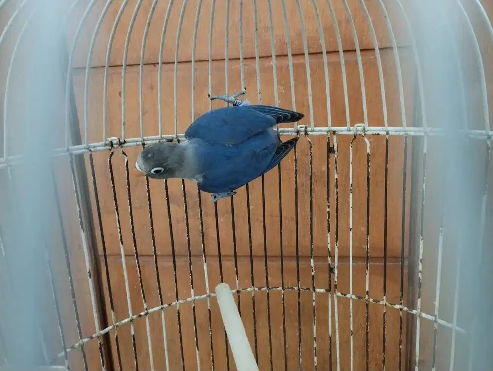 Burung Lovebird / LB