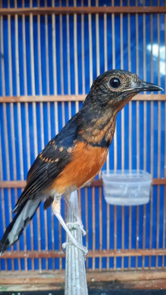 Murai trotoll non gembung