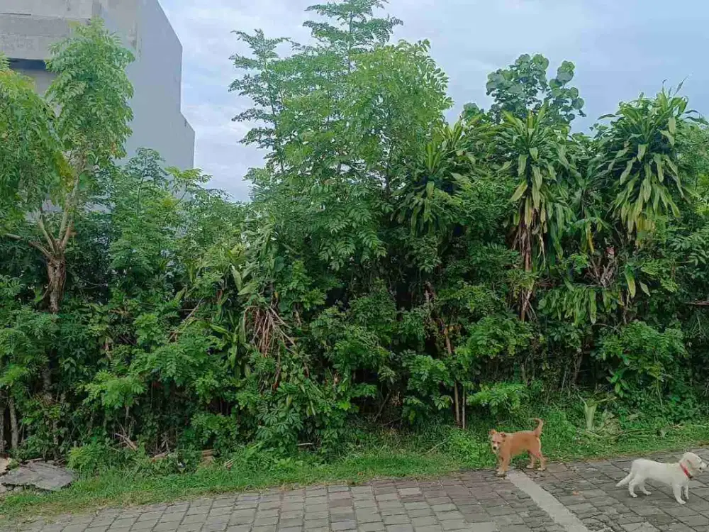 TANAH  FREEHOLD LUAS 2 ARE DEPAN HOTEL  RENNAISANCE CN