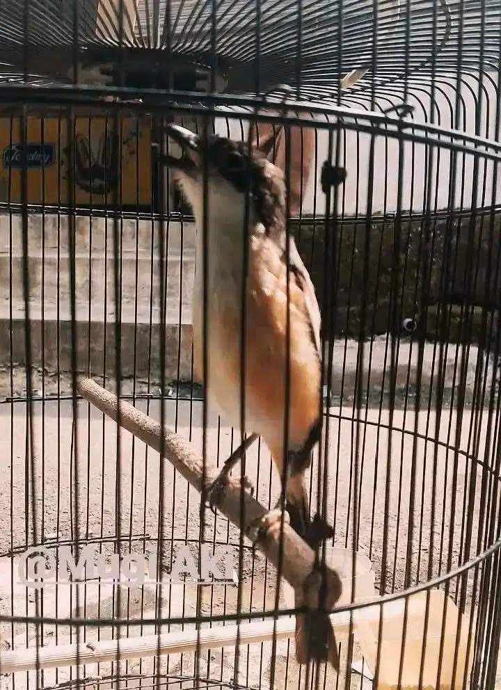 Pentet cendet jatim rajin