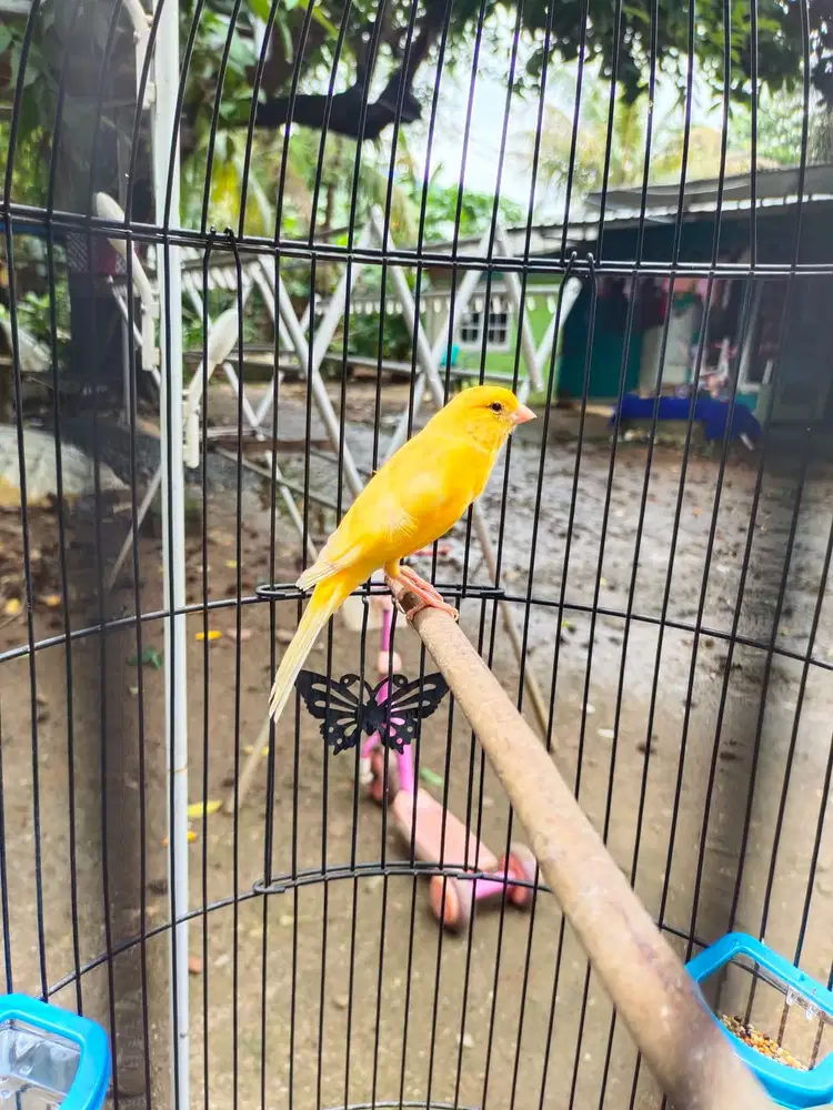 Kenari warna cerah gacor