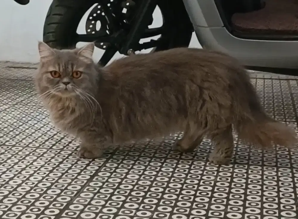 Kuncing Munchkin cebol betina