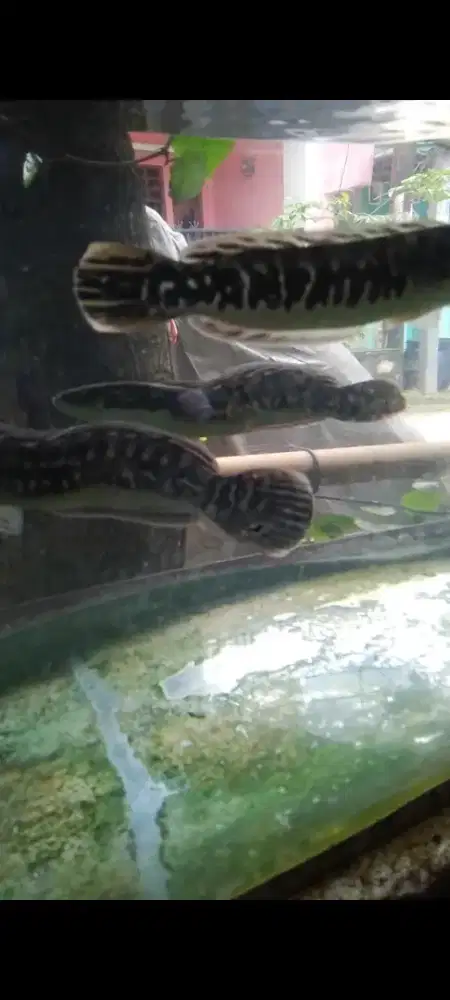 Toman unik & cantik khusus borongan ada 3 ekor 2