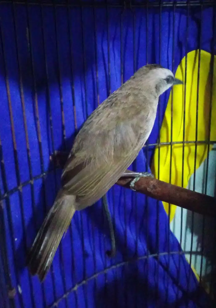 Trucukan jatim bodi gede