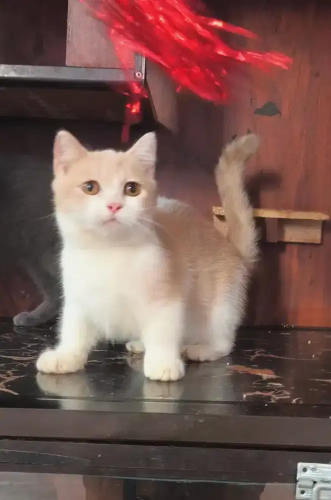 Kucing kitten munchkin bsh jantan