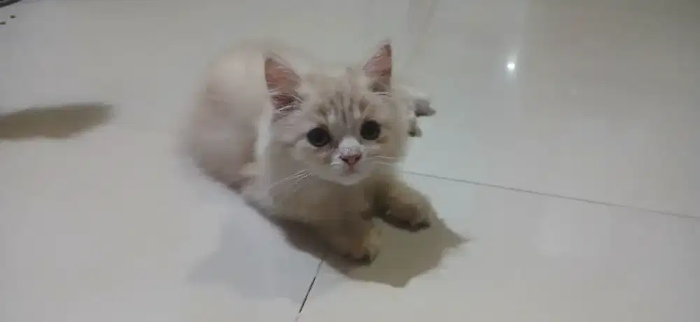 Kitten Persia Betina