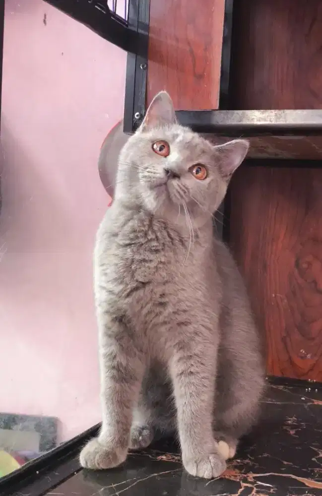 Kucing kitten british shorthair betina