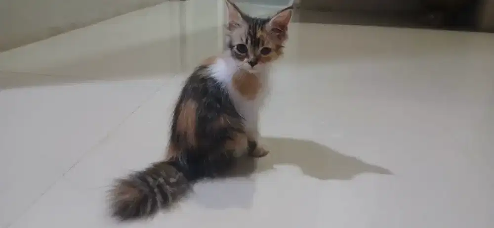 Kitten Persia Betina