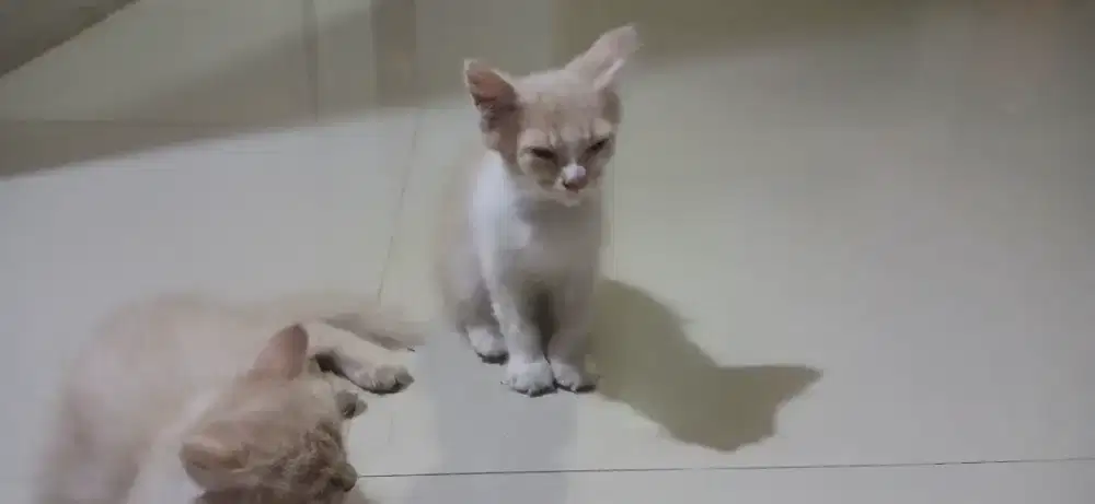 Kitten Persia Jantan